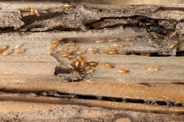 Best Local Pest Control Services  in Barbourville, KY